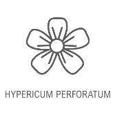 Hypericum Perforatum Erba di San Giovanni