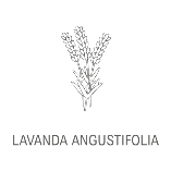 Lavanda Angustifolia Lavanda